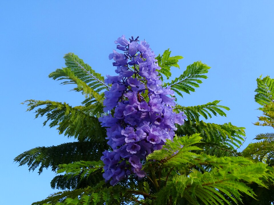Trees flowers macro