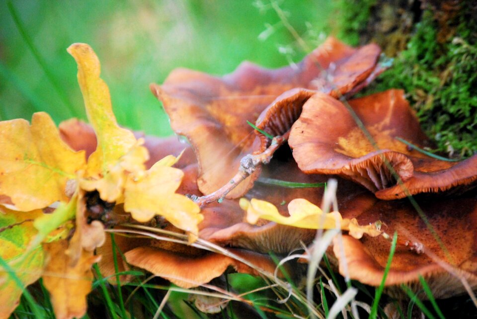 Mushrooms autumn Free photos