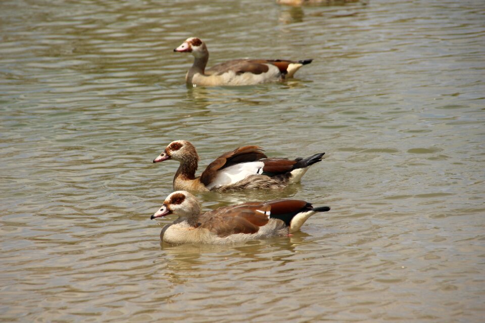 Water wildlife waterfowl