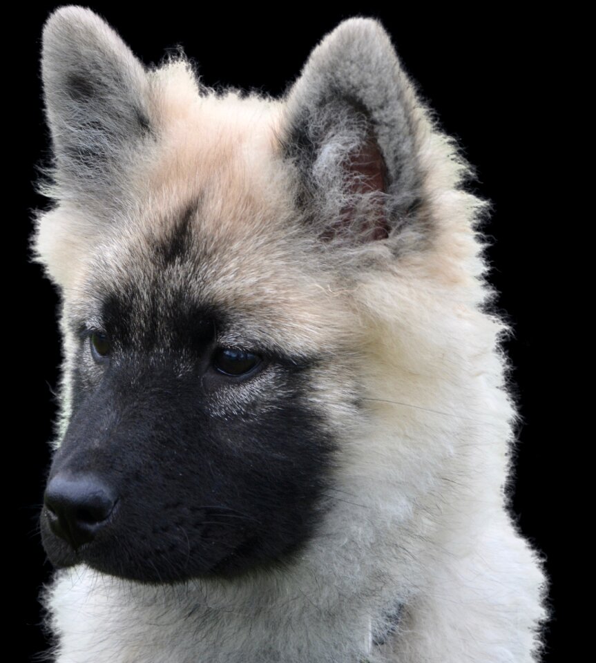 Cute animal background
