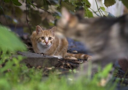 Wildlife wood cat photo