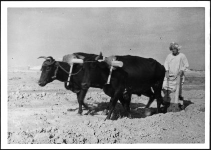 CH-NB - Afghanistan, Deh Hassan (Deh-e Hasan, Dekhkhasan)- Menschen - Annemarie Schwarzenbach - SLA-Schwarzenbach-A-5-21-089