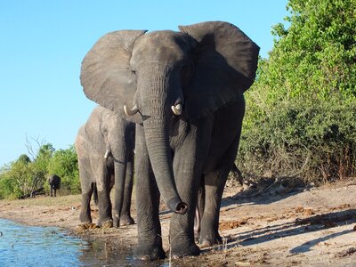 Animal world botswana africa