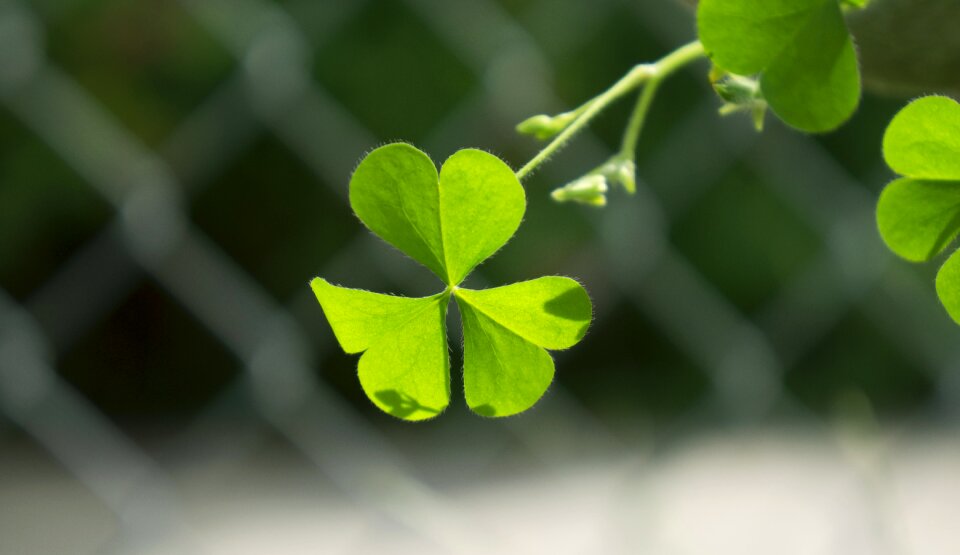 Natural weed plant