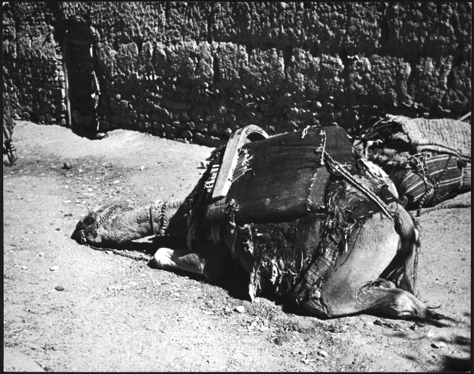 CH-NB - Afghanistan, Jstalif (Istalif)- Tier - Annemarie Schwarzenbach - SLA-Schwarzenbach-A-5-21-033