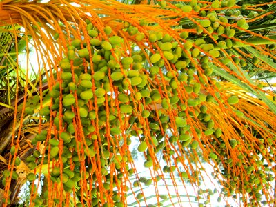 Palm fruit fruit palm tree