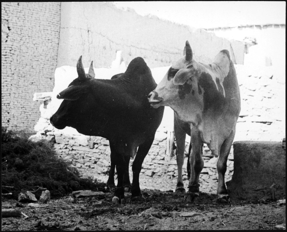 CH-NB - Afghanistan, Shewaki (Chakari, Chakri)- Tiere - Annemarie Schwarzenbach - SLA-Schwarzenbach-A-5-21-013