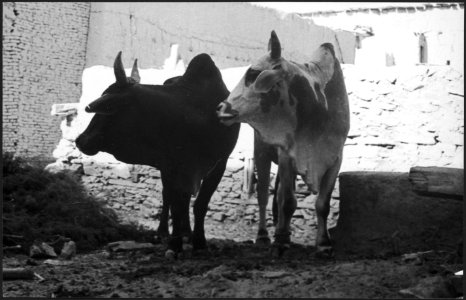 CH-NB - Afghanistan, Shewaki (Chakari, Chakri)- Tiere - Annemarie Schwarzenbach - SLA-Schwarzenbach-A-5-21-012