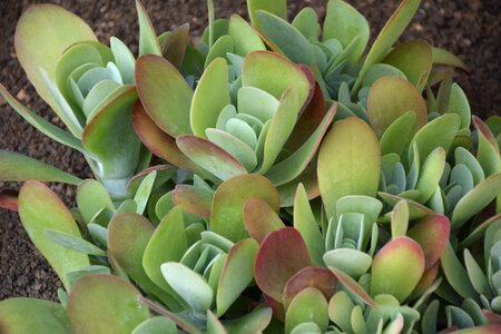 Flower bush plant