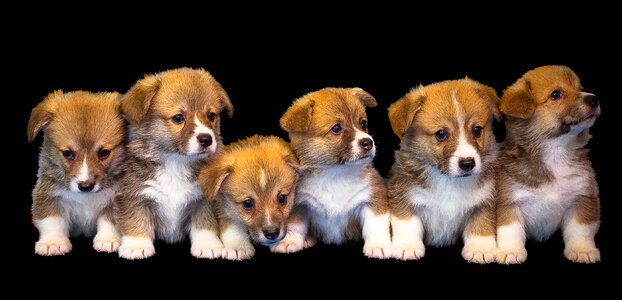 Cute puppy pet photo