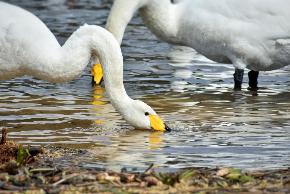 Bird wild birds waterfowl