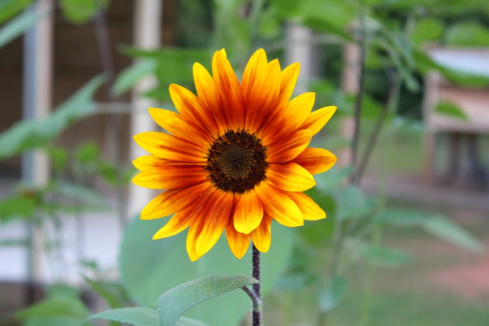 Summer garden sunflower