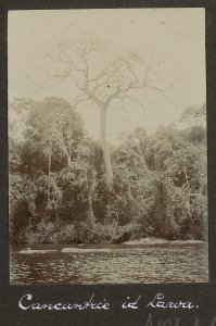 Collectie NMvWereldculturen, RV-A102-1-103, 'Cancantrie in de Lawa'. Foto- G.M. Versteeg, 1903-1904