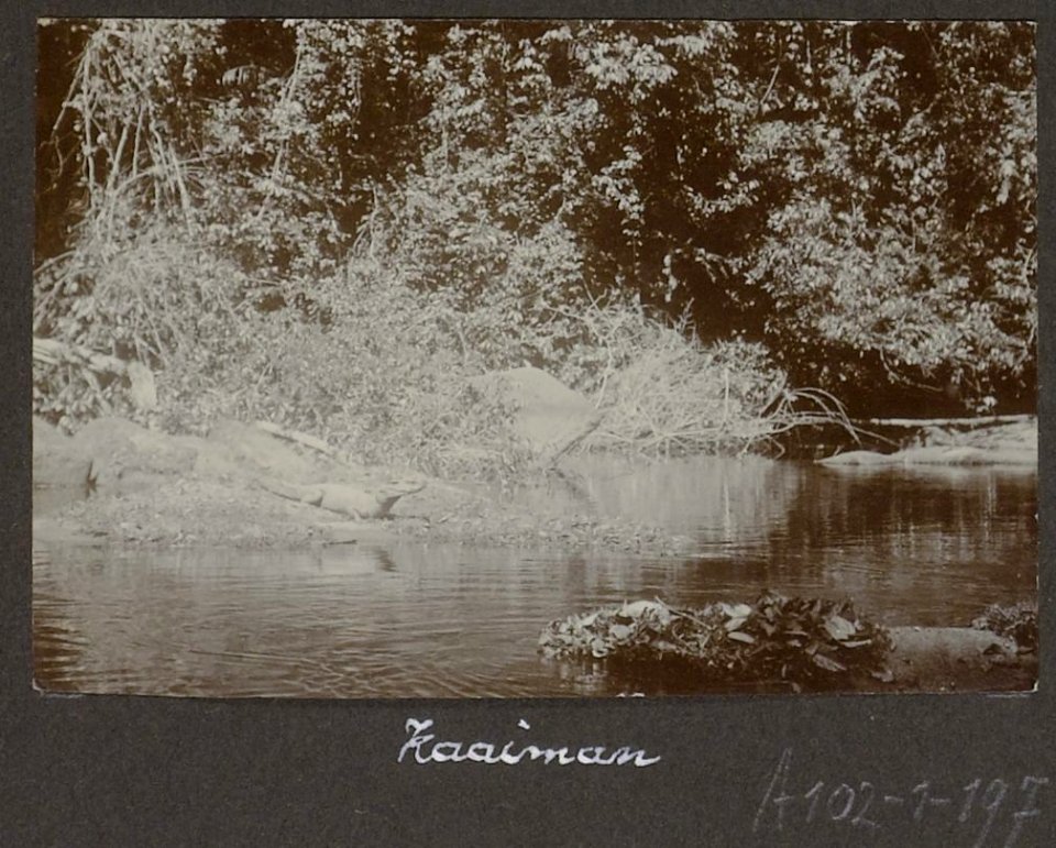 Collectie NMvWereldculturen, RV-A102-1-197, 'Kaaiman'. Foto- G.M. Versteeg, 1903-1904