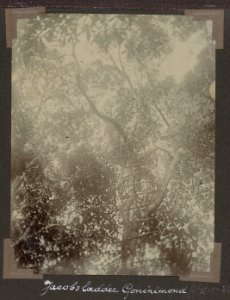 Collectie NMvWereldculturen, RV-A102-1-212, 'Jacobsladder Goninimond'. Foto- G.M. Versteeg, 1903-1904