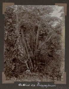 Collectie NMvWereldculturen, RV-A102-1-223, 'Cactus op Knoppojamooi'. Foto- G.M. Versteeg, 1903-1904