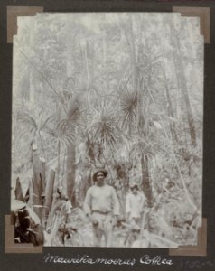 Collectie NMvWereldculturen, RV-A102-1-214, 'Mauritiamoeras Cottica'. Foto- G.M. Versteeg, 1903-1904