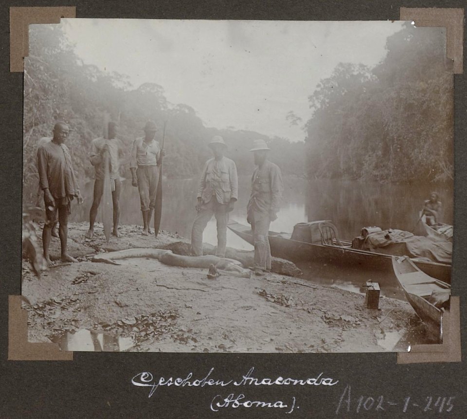Collectie NMvWereldculturen, RV-A102-1-245, 'Geschoten Anaconda (Aboma)'. Foto- G.M. Versteeg, 1903-1904