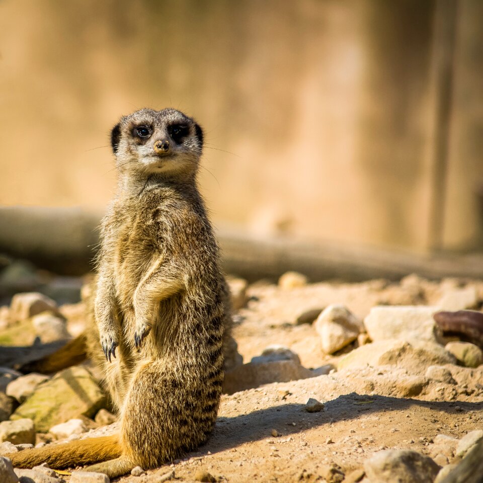 Animal zoo captivity