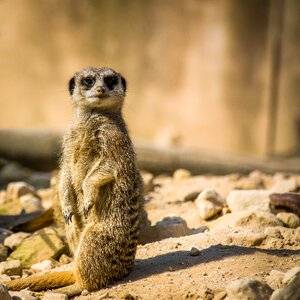 Animal zoo captivity