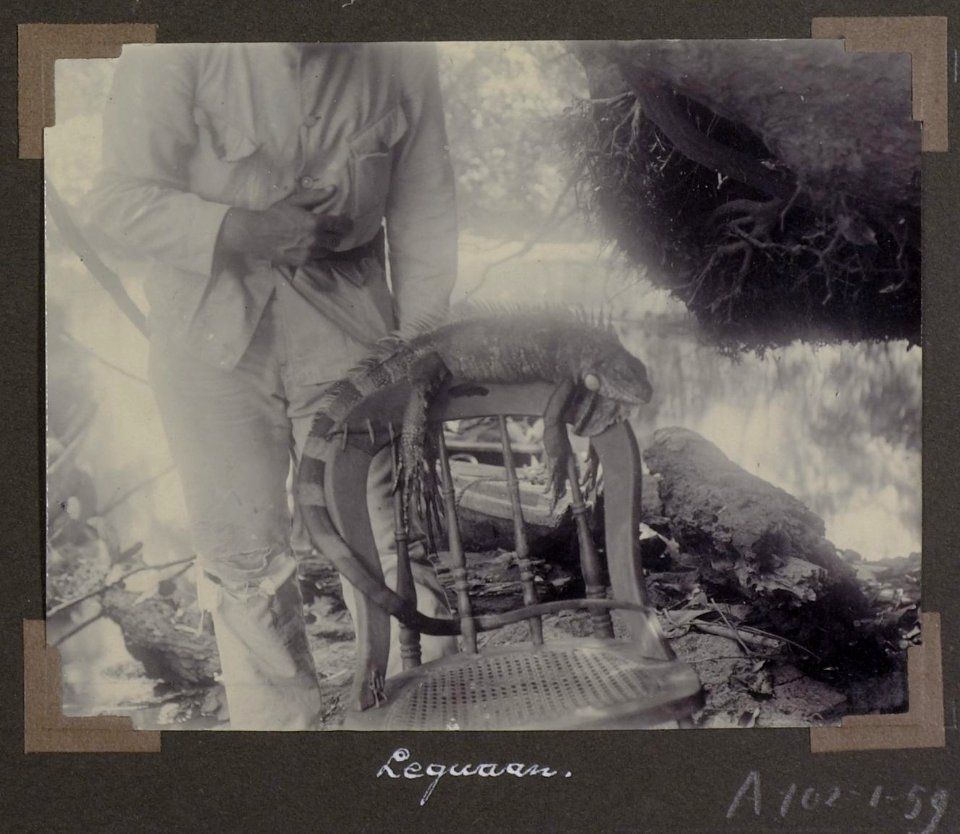 Collectie NMvWereldculturen, RV-A102-1-59, 'Leguaan'. Foto- G.M. Versteeg, 1903-1904