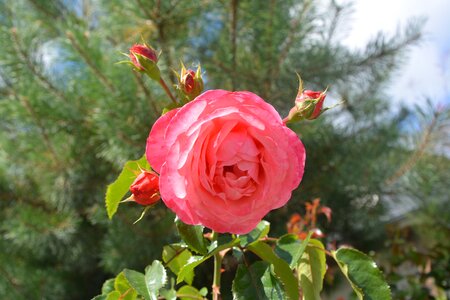 Nature rosebush garden