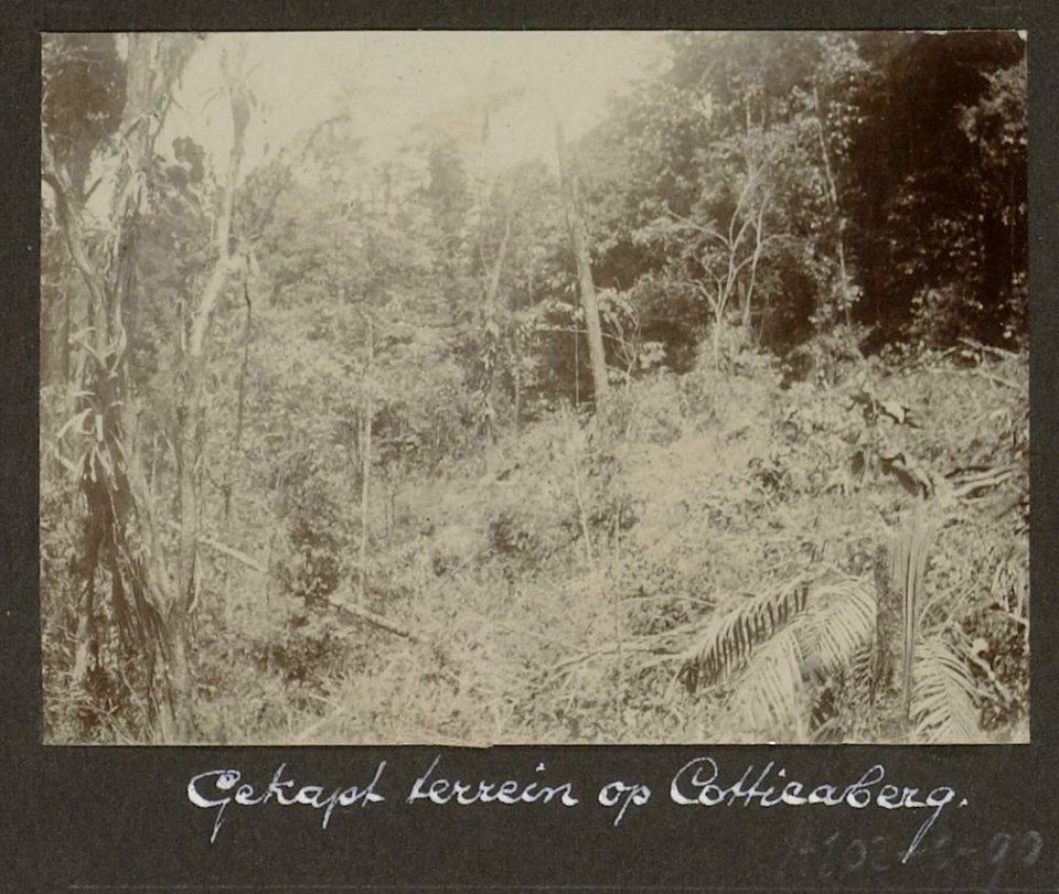 Collectie NMvWereldculturen, RV-A102-1-90, 'Gekapt terrein op Coticaberg'. Foto- G.M. Versteeg, 1903-1904