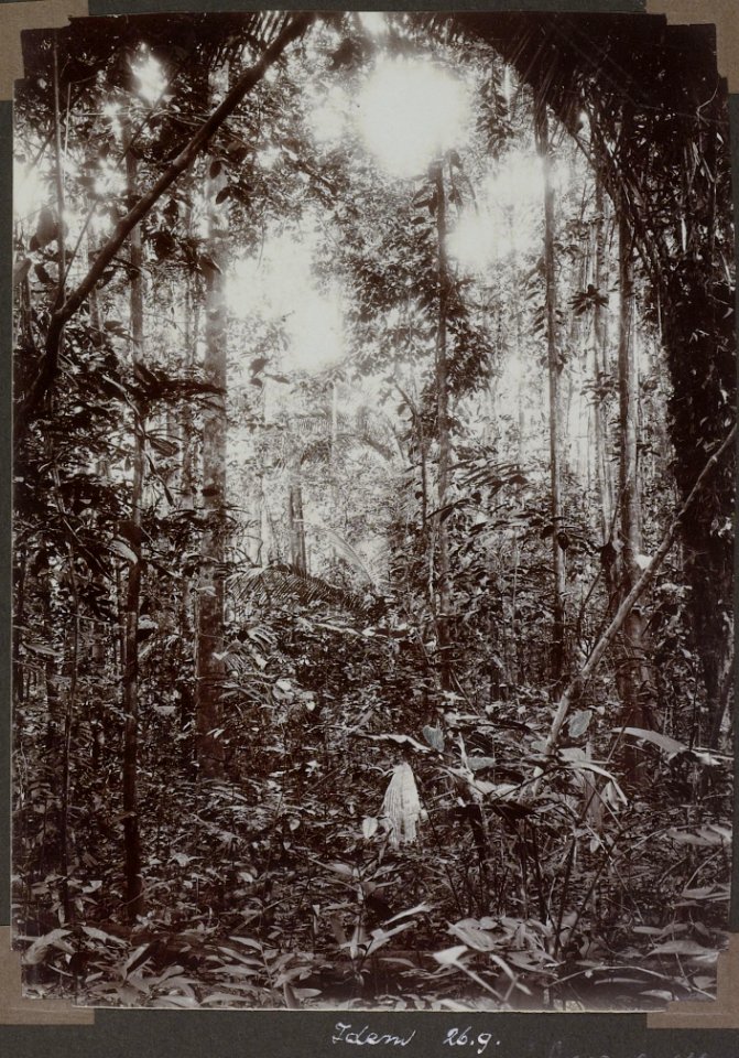 Collectie NMvWereldculturen, RV-A103-1-111, 'Tracé door het bosch'. Foto- G.M. Versteeg, 26 september 1904