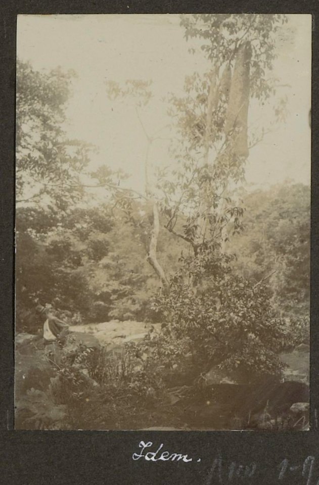 Collectie NMvWereldculturen, RV-A102-1-97, 'Wespennesten en weevers'. Foto- G.M. Versteeg, 1903-1904