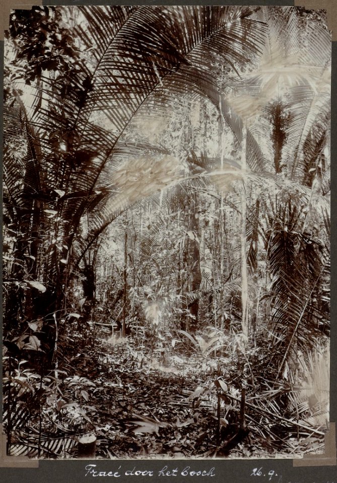Collectie NMvWereldculturen, RV-A103-1-110, 'Tracé door het bosch'. Foto- G.M. Versteeg, 26 september 1904