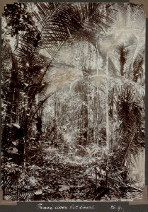 Collectie NMvWereldculturen, RV-A103-1-110, 'Tracé door het bosch'. Foto- G.M. Versteeg, 26 september 1904