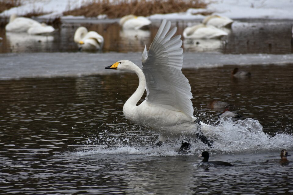 Bird wild birds waterfowl