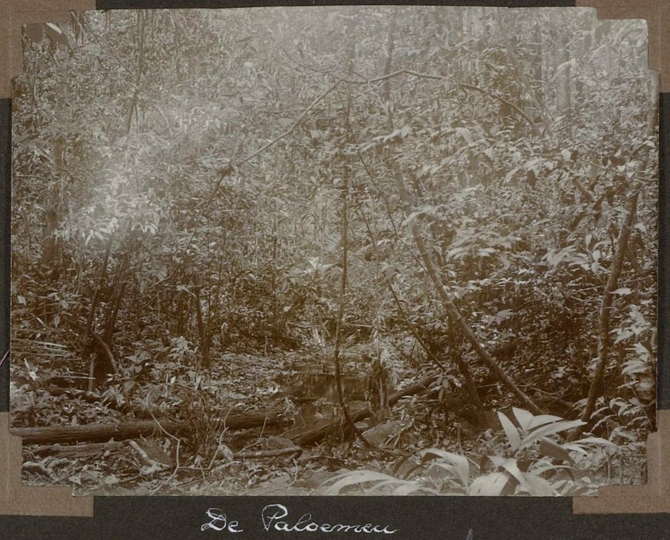 Collectie NMvWereldculturen, RV-A103-1-148, 'De Paloemeu'. Foto- G.M. Versteeg, 1904