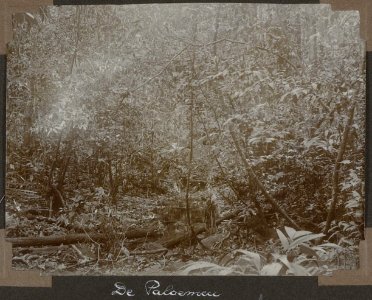 Collectie NMvWereldculturen, RV-A103-1-148, 'De Paloemeu'. Foto- G.M. Versteeg, 1904