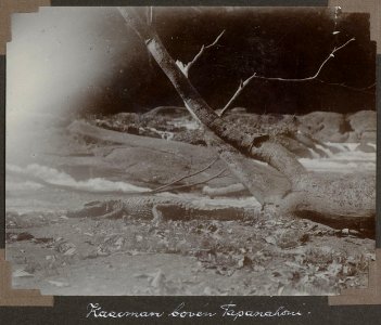 Collectie NMvWereldculturen, RV-A103-1-151, 'Kaaiman boven Tapanahoni.'. Foto- G.M. Versteeg, 1904