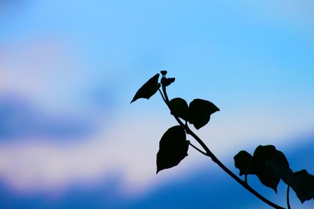 Dark blue sky