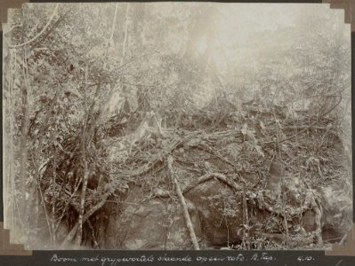 Collectie NMvWereldculturen, RV-A103-1-156, 'Boom met grijpwortels staande op een rots. Boven Tapanahoni'. Foto- G.M. Versteeg, 4 oktober 1904