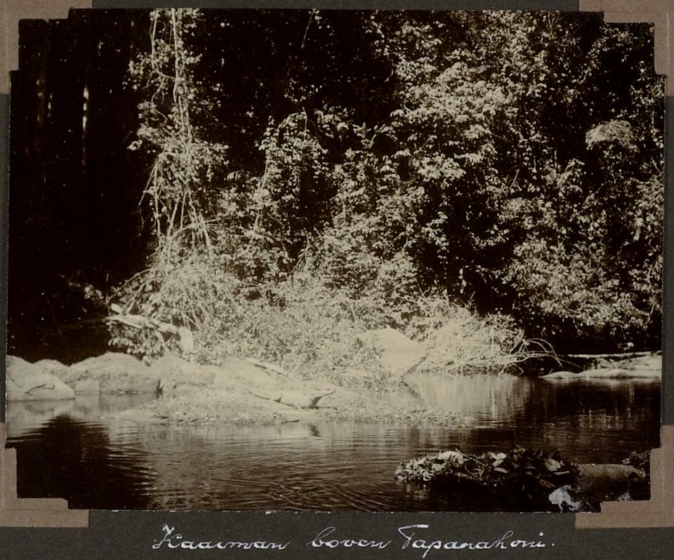 Collectie NMvWereldculturen, RV-A103-1-150, 'Kaaiman boven Tapanahoni.'. Foto- G.M. Versteeg, 1904