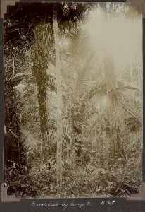Collectie NMvWereldculturen, RV-A103-1-163, 'Boschkiek bij kamp 51.'. Foto- G.M. Versteeg, 16 oktober 1904