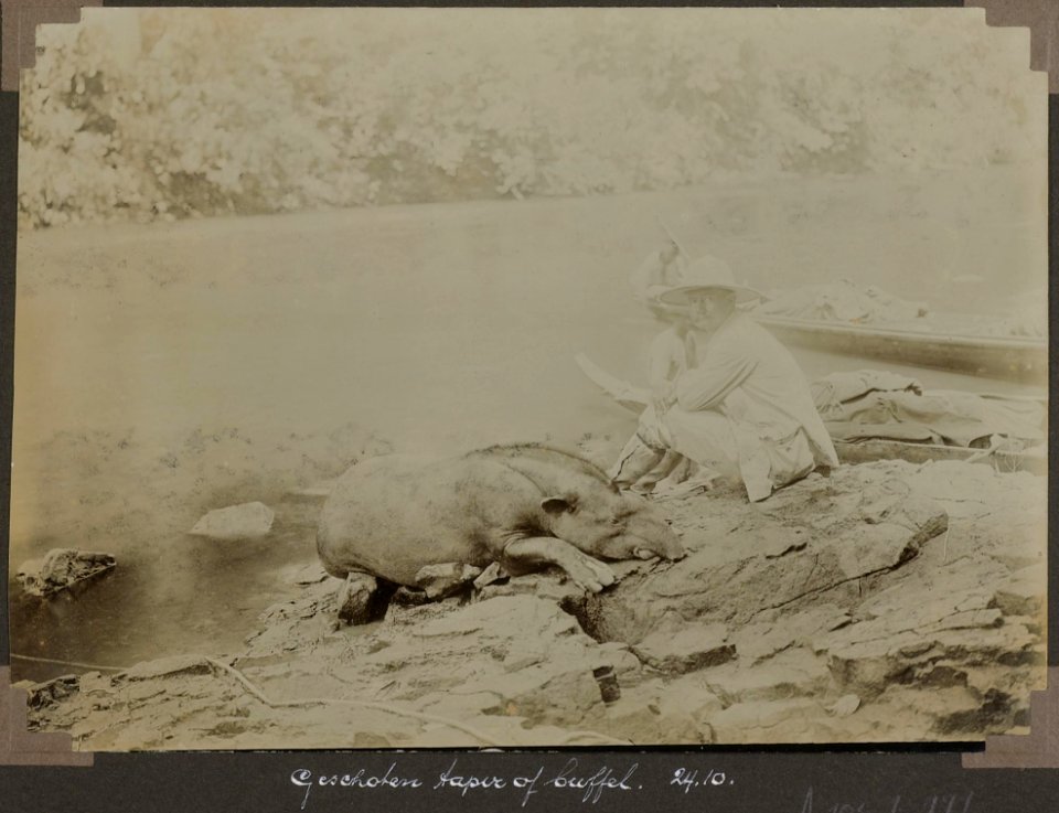Collectie NMvWereldculturen, RV-A103-1-177, 'Geschoten tapir of buffel'. Foto- G.M. Versteeg, 24 oktober 1904