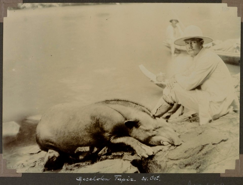 Collectie NMvWereldculturen, RV-A103-1-178, 'Geschoten tapir'. Foto- G.M. Versteeg, 24 oktober 1904