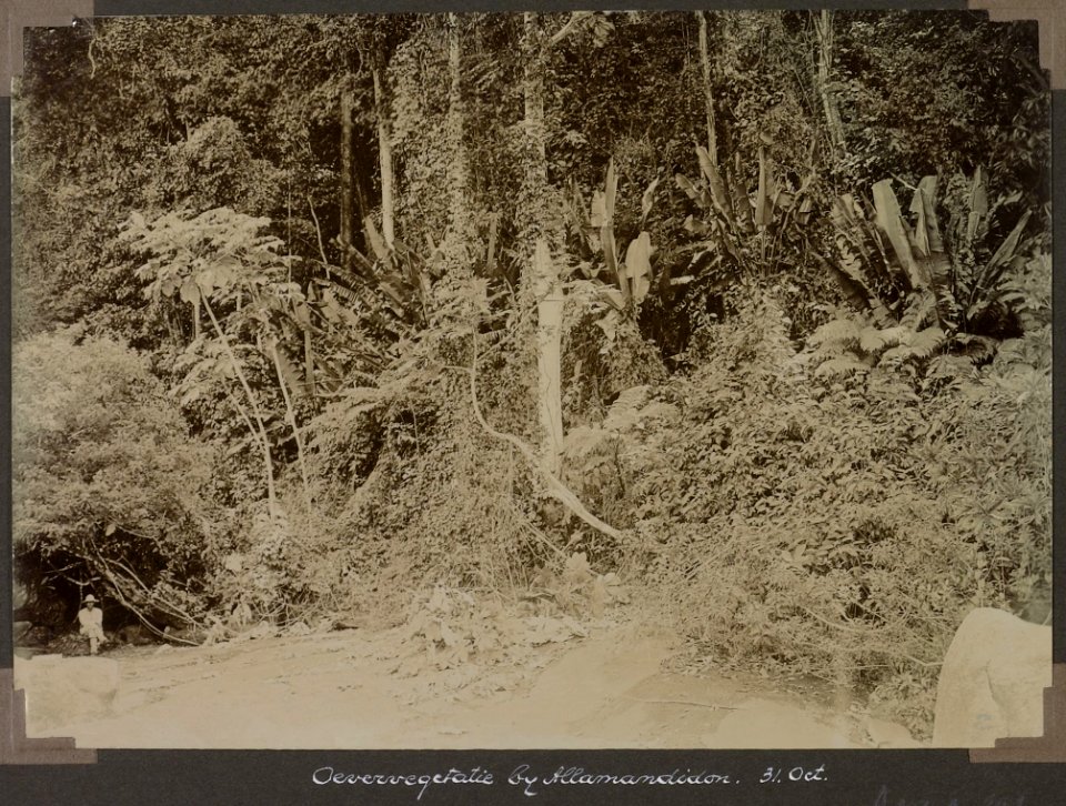 Collectie NMvWereldculturen, RV-A103-1-191, 'Oevervegetatie bij Allamandidon'. Foto- G.M. Versteeg, 31 oktober 1904