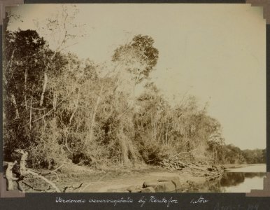 Collectie NMvWereldculturen, RV-A103-1-194, 'Verdorde oevervegetatie bij Kentofor'. Foto- G.M. Versteeg, 1 november 1904