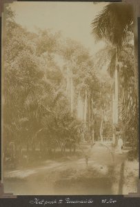 Collectie NMvWereldculturen, RV-A103-1-220, 'Het park te Paramaribo'. Foto- G.M. Versteeg, 25 november 1904