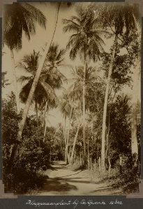 Collectie NMvWereldculturen, RV-A103-1-221, 'Klapperaanplant bij La Guanta'. Foto- G.M. Versteeg, 14 december 1904