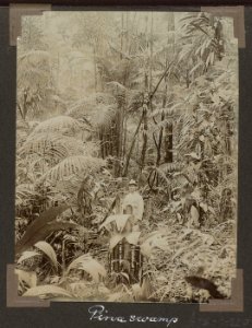Collectie NMvWereldculturen, RV-A102-1-220, 'Pinaswamp'. Foto- G.M. Versteeg, 1903-1904