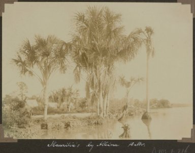 Collectie NMvWereldculturen, RV-A103-1-216, 'Mauritia's bij Albina'. Foto- G.M. Versteeg, 18 november 1904