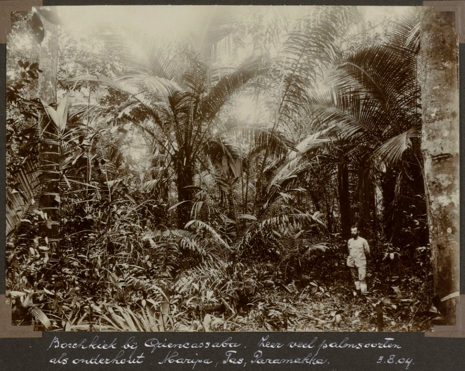 Collectie NMvWereldculturen, RV-A103-1-27, 'Boschkiek bij Griencassaba. Zeer veel palmsoorten als onderhout. Maripa, Tas, Paramakka (3 Augustus 1904)'. Foto- G.M. Versteeg, 3 augustus 1904