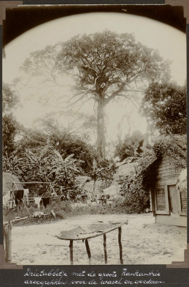Collectie NMvWereldculturen, RV-A103-1-30, 'Drietabbetje met de groote Kankantrie droogrekken voor de wasch en goederen'. Foto- G.M. Versteeg, 24 juli 1904