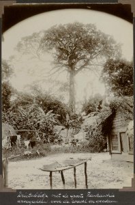 Collectie NMvWereldculturen, RV-A103-1-30, 'Drietabbetje met de groote Kankantrie droogrekken voor de wasch en goederen'. Foto- G.M. Versteeg, 24 juli 1904